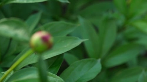 Ants On The Peony Bud