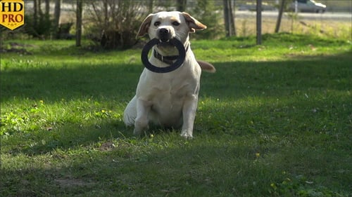 Yellow Labrador Retriever Running With Toy in Mouth