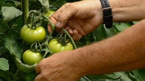 Green Tomatoes Growing on the Vine in Garden