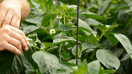 Pruning Bell Pepper Plant Leaves Close Up