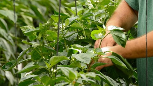 Gardener tending to lush green pepper plant