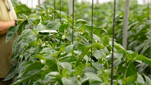Adult Pruning Plants in Greenhouse Agriculture