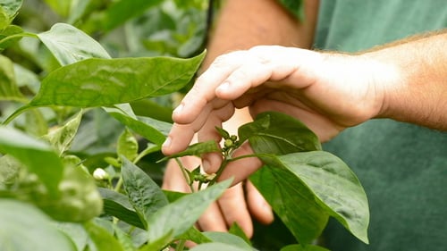 Person Tending to Green Pepper Plant with Flowers