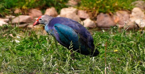 Purple Swamphen Preening in Green Grass