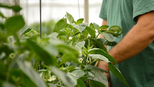 Man Tending Plants in Greenhouse
