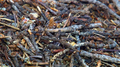 Active Ant Colony Working in a Forest Environment