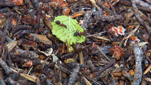 Ants Working on Nest with Green Leaf