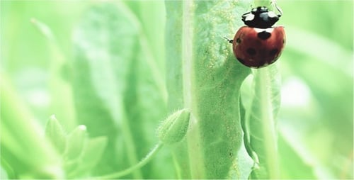 Ladybug Crawling on a Green Plant in Nature