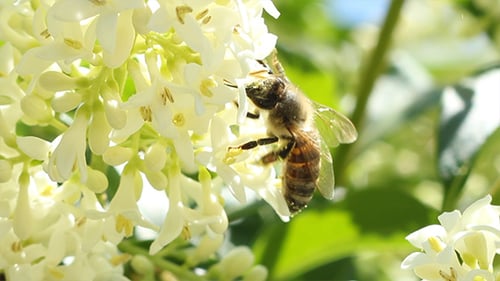 Bee Collecting Pollen from White Flowers Close Up