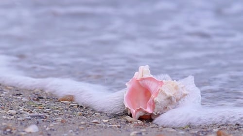 Coquillage sur la plage