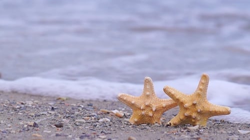Starfish on the Beach