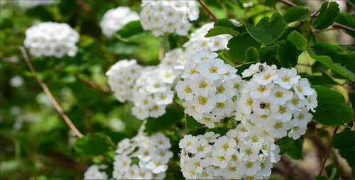 Blumen 10