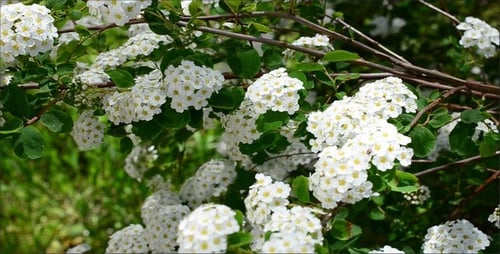 Blumen 11