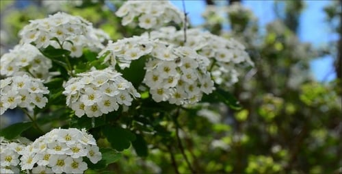 Blumen 12