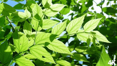 Green Leaves Moving In The Wind