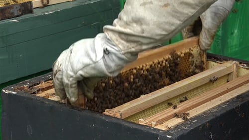 Honigbienen 3