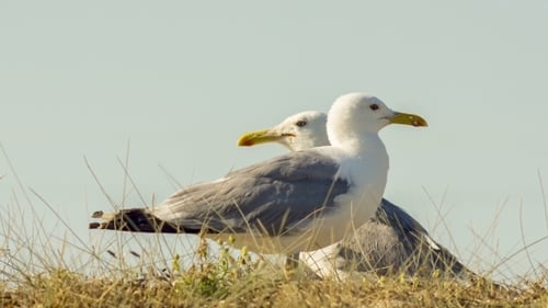 Zwei Möwen in einer Wildnis