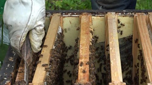 Honigbienen 4
