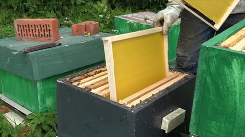 Honey Bees 8