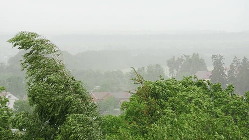 Strong Winds Bending Green Trees in a Storm