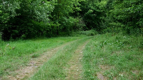 Marche sur le sentier forestier