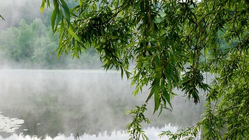 Morgennebel auf dem Fluss