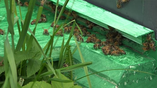 Honey Bees 9