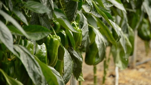 Close Up of Green Bell Peppers on Vine