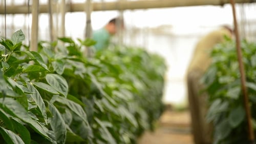 Green Plants Growing in Rural Greenhouse