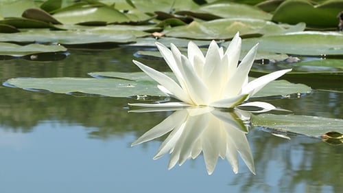 Lily Flower on the Lake