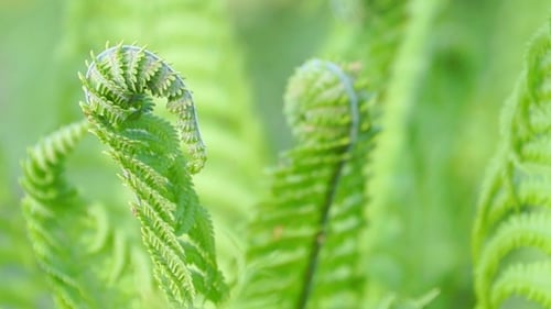 Young Green Fern Leaves