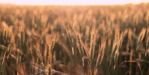 Cereal Field
