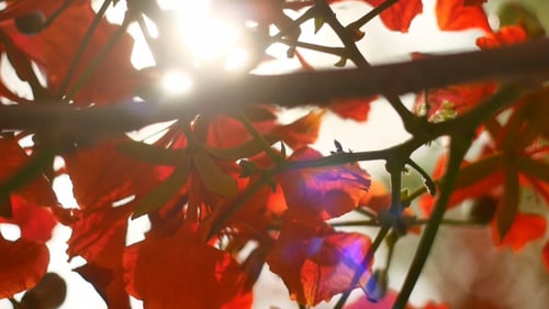 Sunlight Through Red Flowers