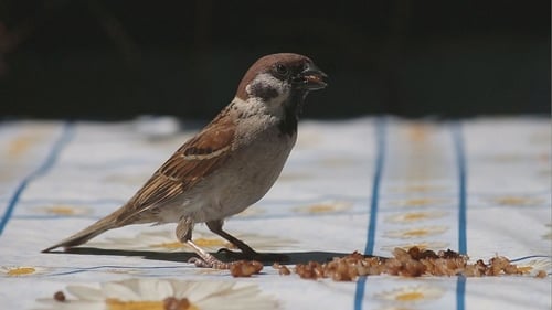 Sparrow Eating Grain on a Daisy Patterned Tablecloth