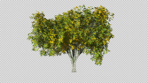 Animated Tree with Green Leaves Swaying in Wind