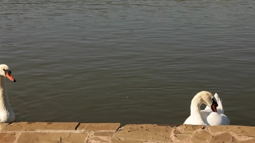 Graceful Swans and Ducks Swimming in a Lake