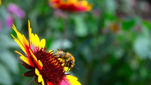 Funktioniert bumblebee 4