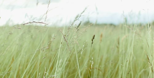 Summer Wind In The Meadow