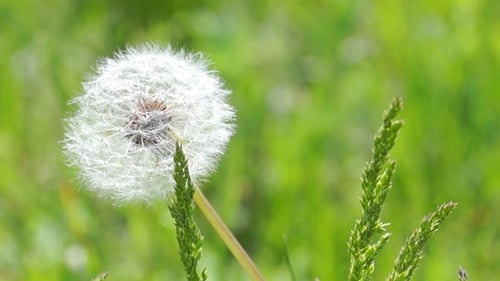 Weißer flauschiger Löwenzahn