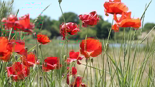 Red Poppy Flowers Swaying in a Grassy Field