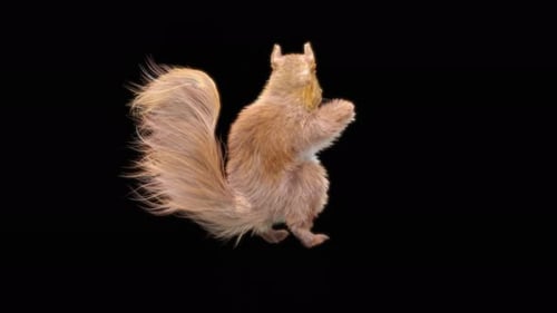 76 Squirrel Dancing HD