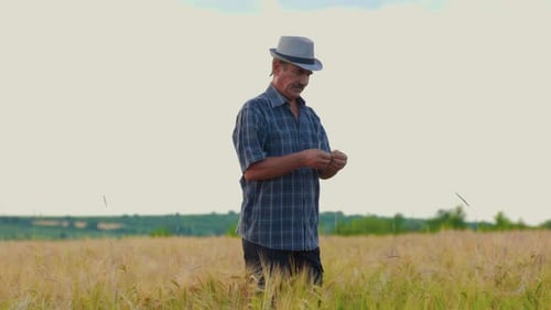 Inspection of Wheat Crop in the Field By Handsome Male Farmer Worker