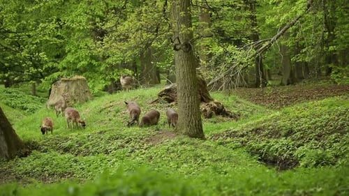 Deers on Territory of Medieval Castle Blatna in Spring Time, Czech Republic
