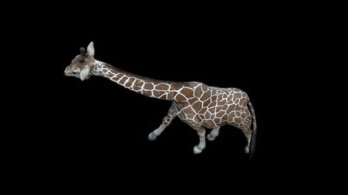 Giraffen-Wandertop