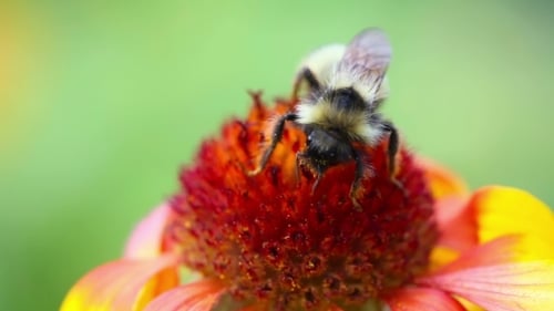 Working Bumblebee