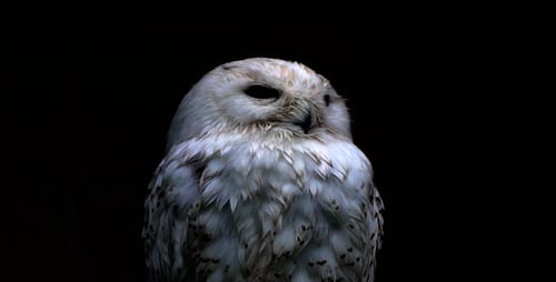 Arctic Owl