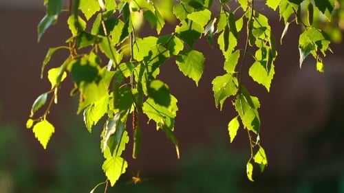Birch Catkin