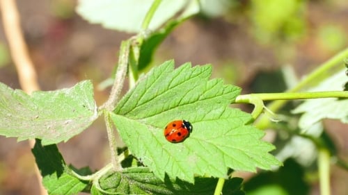 Ladybug Resting on a Green Leaf in Nature