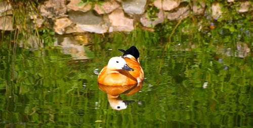 Duck