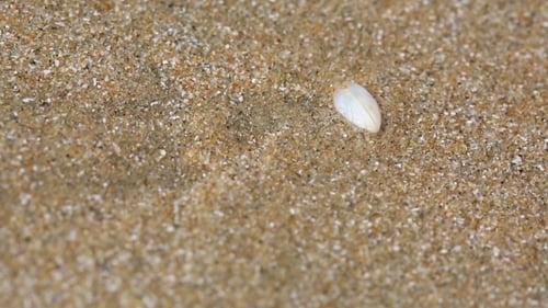Small Clam